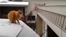 Waffles The Cat Slips On Ice And Fails Jump