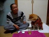 This cute dog hates drunk people.... So funny!