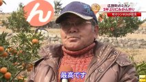 20131217広野町でミカンの出荷自粛が解禁 3年ぶりにミカン狩り(福島)