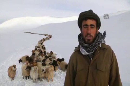 Sürülerin zorlu dönüşü