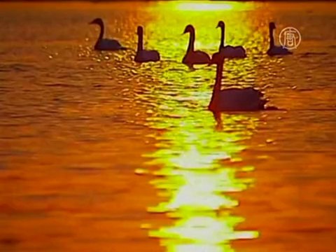 Озёра КНР: лебеди-кликуны и ледяной пейзаж