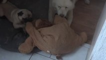 akita inu  et carlin  qui s'éclate avec un doudou