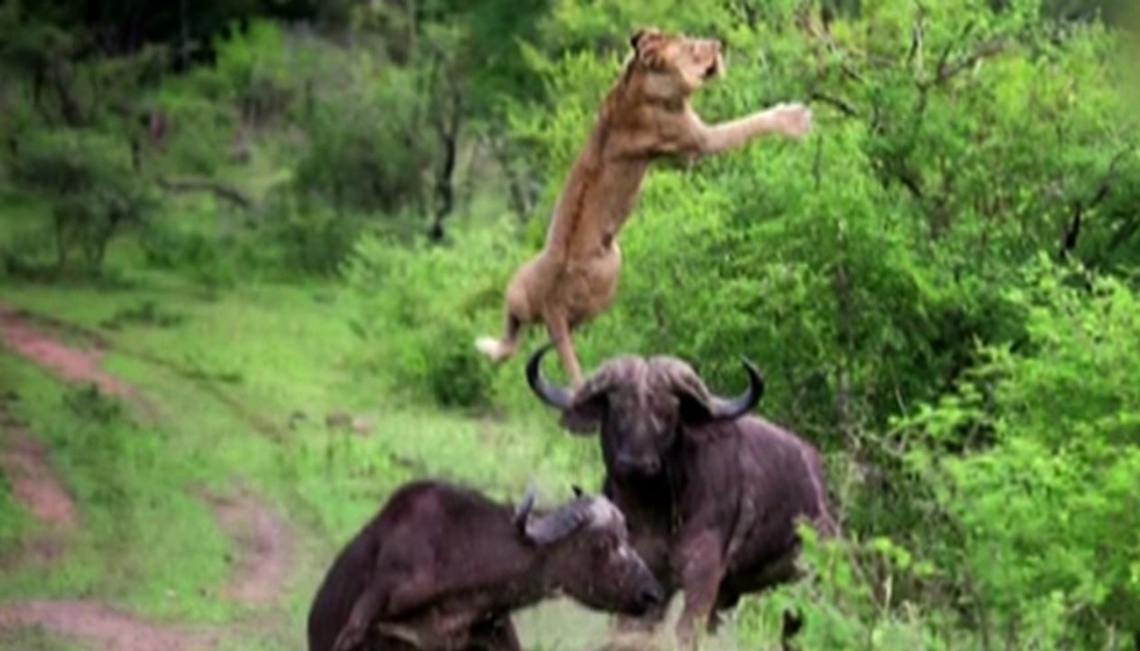 ZAPPING ACTU DU 17/12/2013 - Quand un buffle fait décoller un lion