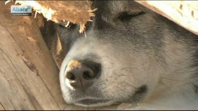 Rennes et chiens de traineau pour un instant magique