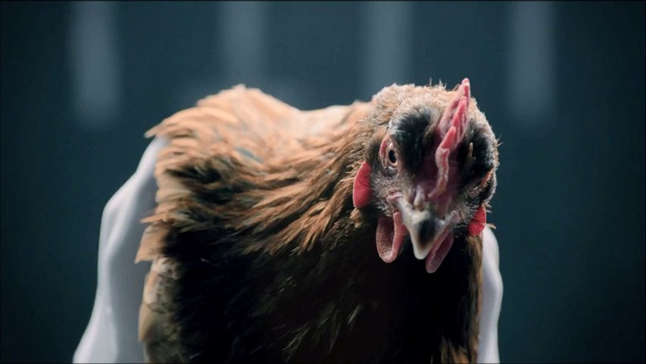 Chicken VS Cat