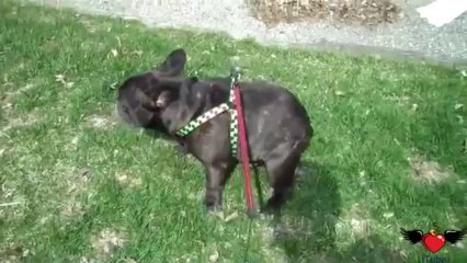 Cane si spaventa delle proprie scorregge