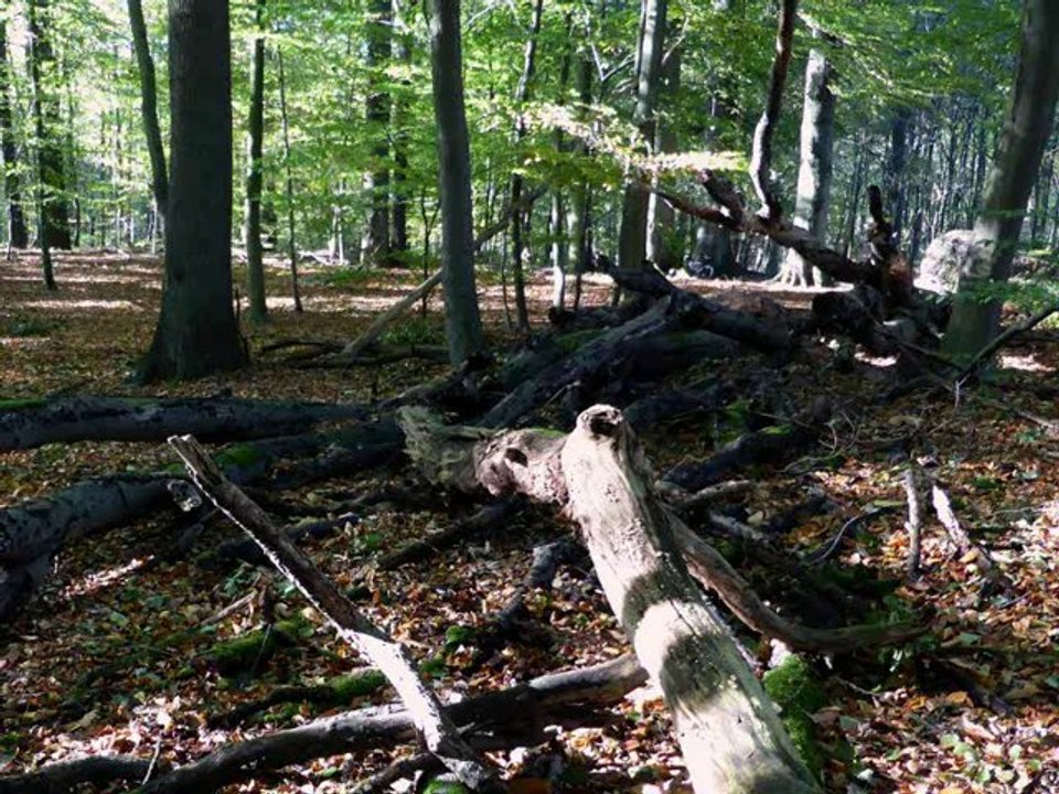 2013-l'automne s'installe sur Genval