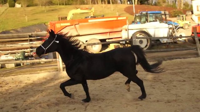 HOOLKA REJ, jument arabe noire homozygote, Pure Egyptienne, née en 2001