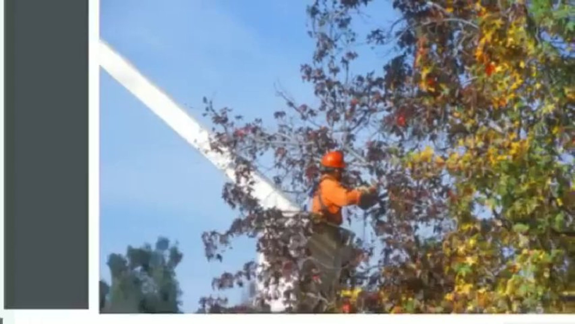 M&M Tree Service (989) 233-6889