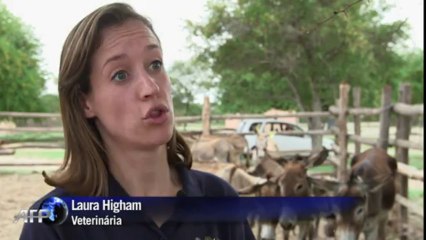 Burros Iluminados: Botswana Usa Criatividade para Reduzir Acidentes 🐴