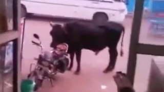 Bull in love with a Motorbike