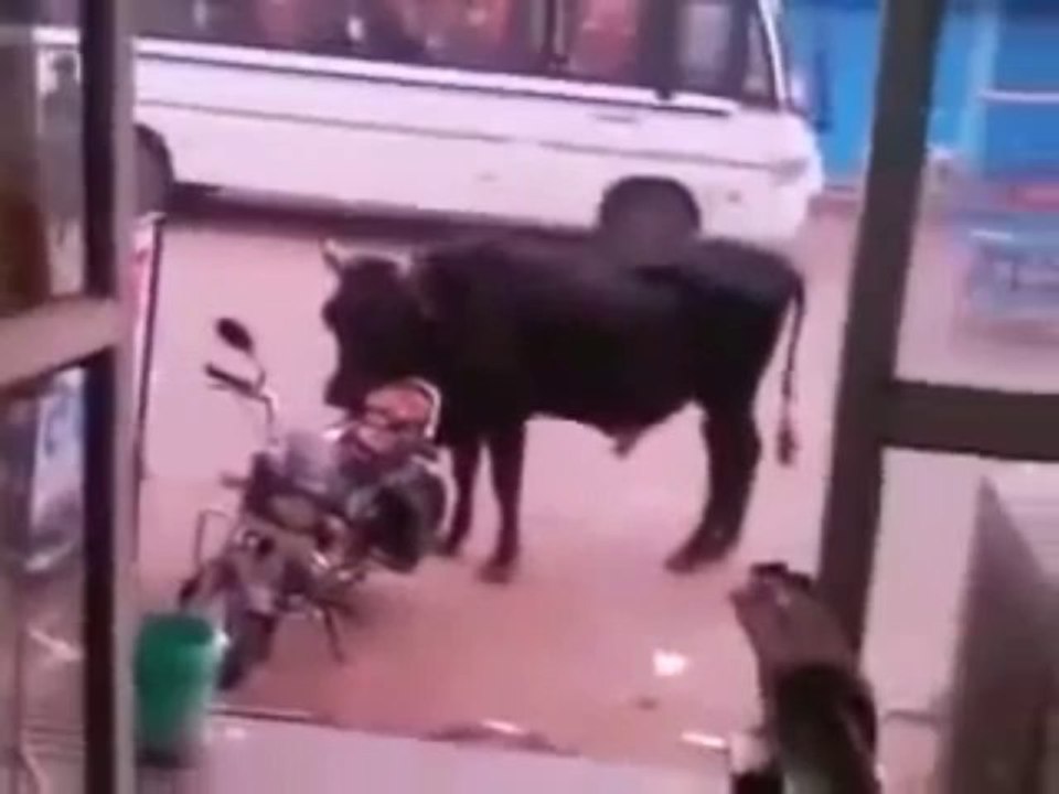 Bull in love with a Motorbike