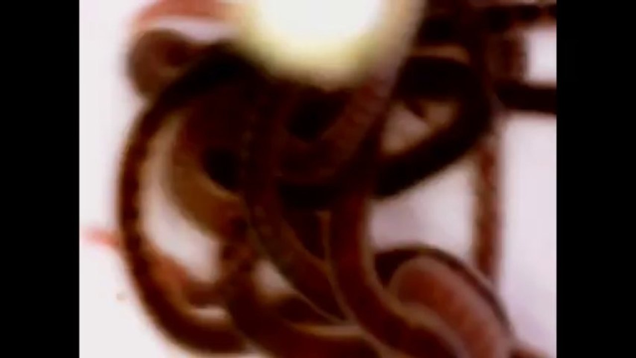 Blackworms
