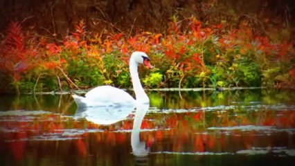 FARID FARJAD KASIMDA AŞK BAŞKADIR