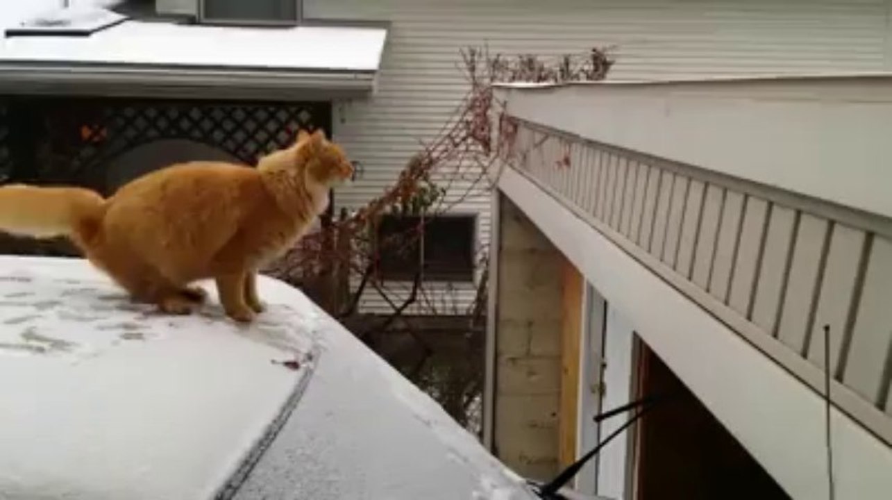 Cat Jump fail!