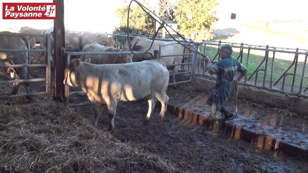 Formation Bernussou (2/3) : attraper un bovin avec corde et bâton