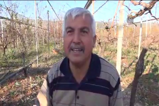 Doğu dondu, güneyde ağaçlar meyve verdi