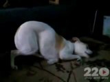 Bu Sevimli Köpeğin Çok İlginç Bir Uyuma Stili Var