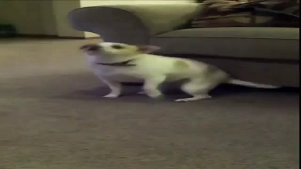 funny twerking videos on facebook