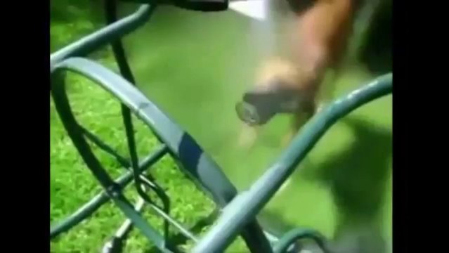 En Komik Hayvan Videoları Derleme 2013 Müthiş- Best Funny Animal Videos Compilation 201