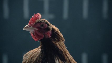 Jaguar vs. Poulet - Parodie de la pub de Mercedes, par Jaguar!