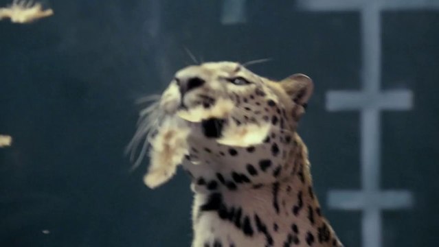 Jaguar Spoofs Mercedes Magic Body Roll Chicken Commercial
