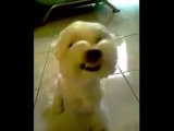 Gül deyince Gülen Köpek