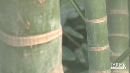 Descargar video: Exclusif : la serre tropicale du parc zoologique de Paris