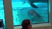 Smart Dolphin Answers Questions And Choose Favorite Snack Using Echolocation Computer