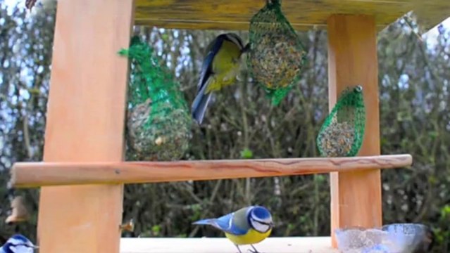 Les mésanges bleues
