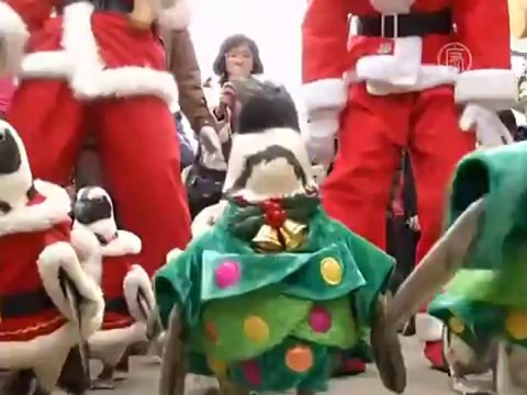 В Сеуле пингвинов нарядили в ёлки