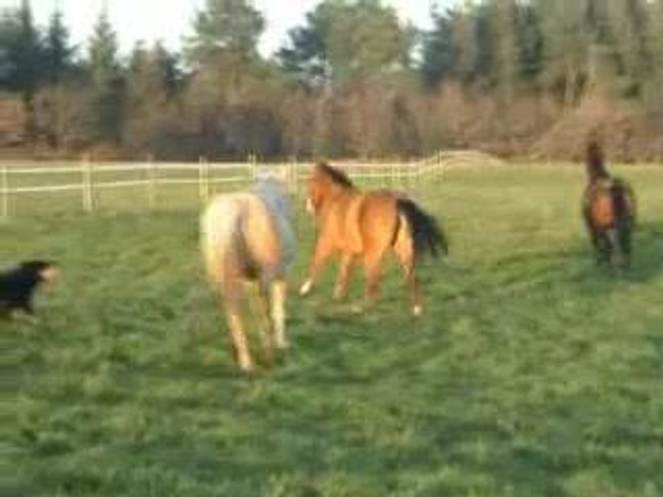 Juments au pré déc 2005