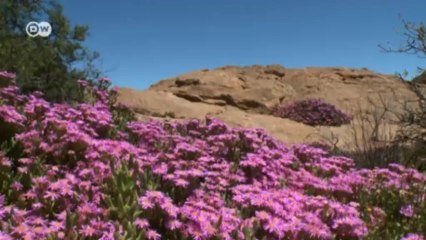 Frenar el desierto | versión corta | Ideas globales