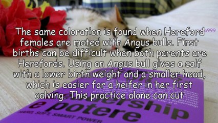 Herd Improvement And Greater Profits With Black Baldy Cattle