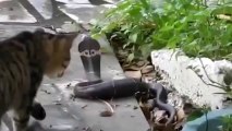 Kedi ile Kobra Yılanı Kapışması ( Komik Video )