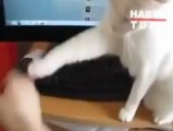 Kedi Korumalı Bilgisayar