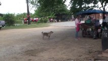 Sakat taklidi yapan köpek!...Bu kadar olur! _P