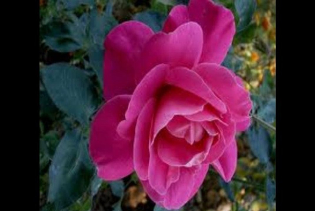 UMUT AKYÜREK   - UD&KEMAN TAKSÎMİ-DİNMİYOR HİÇ BU AKŞAM NE GÖZYAŞIM NE ACIM.wmv