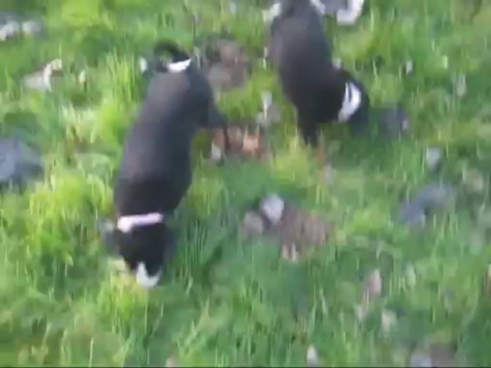 Chiots appenzells Blue Moon Secrets' Izzie et Iota (milune x full moon)