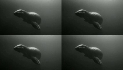 Monstre marin contre sous-marin français !!!