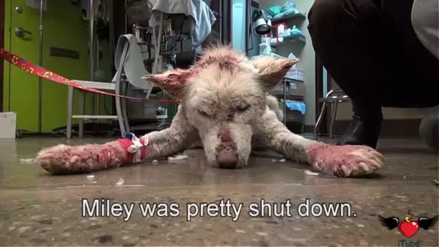 cane viene salvato dalla morte