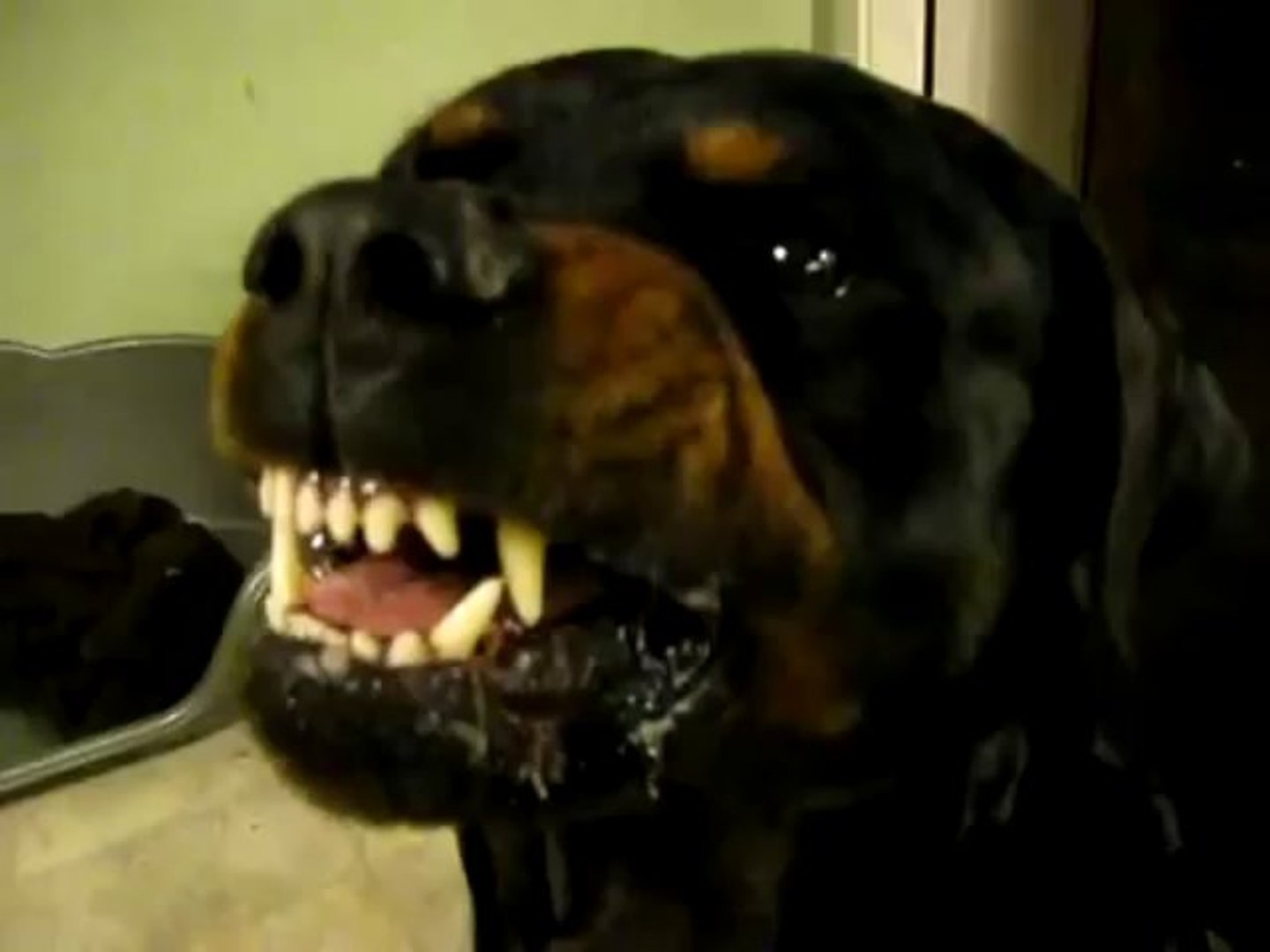 Is Rottweiler Dangerous