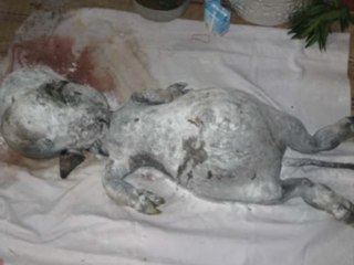 WTF Buffalo Gives Birth To Human Like Baby