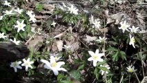 Frühling/Primavera/Spring