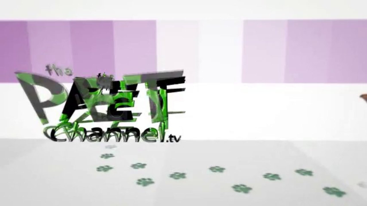 Pet Store Intro - Tv Show - After Effects Template