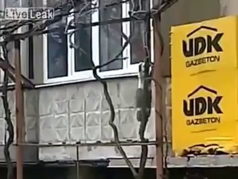Ördek yavrularını kendi yavrusu sana kedi
