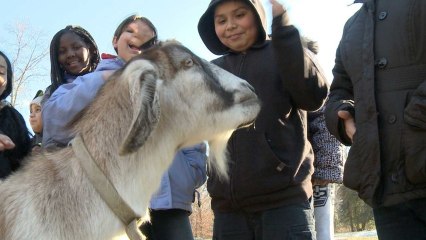 School kids visit farm, milk chance to learn about food