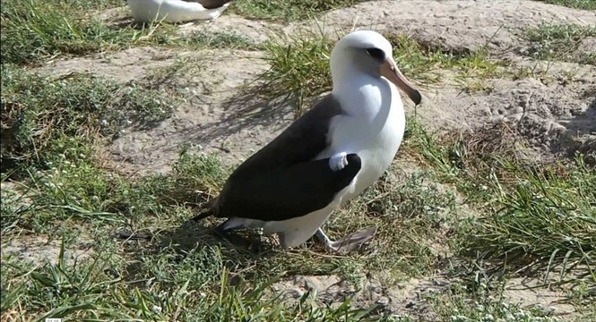 World’s oldest wild bird lays egg