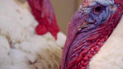 Turkey to President Obama: Pardon me?