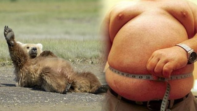 Sciences Employs Bears to Teach Humans About Obesity